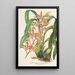 Reproduktion af maleriet Odontoglossum bictoniense var. splendens - Charles Antoine Lemaire