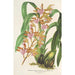 Reproduktion af maleriet Odontoglossum bictoniense var. splendens - Charles Antoine Lemaire