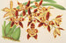 Odontoglossum luteopurpureum var. sceptrum - Charles Antoine Lemaire — visning af kunstværket