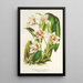 Reproduktion af maleriet Odontoglossum maxillare - Charles Antoine Lemaire