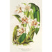 Reproduktion af maleriet Odontoglossum maxillare - Charles Antoine Lemaire