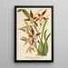 Reproduktion af maleriet Odontoglossum nevadense-maleri - Charles Antoine Lemaire
