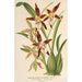 Reproduktion af maleriet Odontoglossum nevadense-maleri - Charles Antoine Lemaire