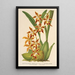 Reproduktion af maleriet Odontoglossum odoratum var. latimaculatum - Charles Antoine Lemaire