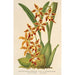 Reproduktion af maleriet Odontoglossum odoratum var. latimaculatum - Charles Antoine Lemaire