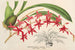Odontoglossum roseum - Charles Antoine Lemaire — visning af kunstværket