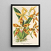 Reproduktion af maleriet Odontoglossum triumphans - Charles Antoine Lemaire