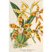 Reproduktion af maleriet Odontoglossum triumphans - Charles Antoine Lemaire