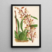Reproduktion af maleriet Odontoglossum bictoniense-maleri - Charles Antoine Lemaire