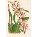 Reproduktion af maleriet Odontoglossum bictoniense-maleri - Charles Antoine Lemaire