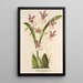 Reproduktion af maleriet Oncidium phalaenopsis - Charles Antoine Lemaire