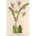 Reproduktion af maleriet Oncidium phalaenopsis - Charles Antoine Lemaire