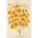 Oncidium aurosum - Charles Antoine Lemaire — visning af kunstværket