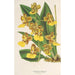 Oncidium bicallosum - Charles Antoine Lemaire — visning af kunstværket