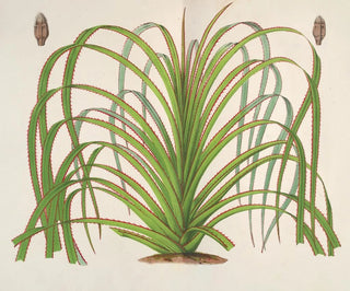 Pandanus mauritianus - Charles Antoine Lemaire — visning af kunstværket