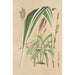 Panicum plicatum fol. niveovittatis - Charles Antoine Lemaire — visning af kunstværket
