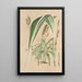 Panicum plicatum fol. niveovittatis - Charles Antoine Lemaire — indrammet kunstværk på væggen