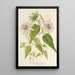 Reproduktion af maleriet Passiflora baraquiniana - Charles Antoine Lemaire