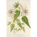 Reproduktion af maleriet Passiflora baraquiniana - Charles Antoine Lemaire