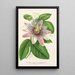 Reproduktion af maleriet Passiflora impératrice Eugénie hybrid - Charles Antoine Lemaire