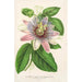 Reproduktion af maleriet Passiflora impératrice Eugénie hybrid - Charles Antoine Lemaire