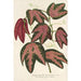 Reproduktion af maleriet Passiflora trifasciata - Charles Antoine Lemaire
