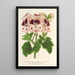Reproduktion af maleriet Pélargonium af blomsterhandlere med rankende blomstermindelser af Wilhelma - Charles Antoine Lemaire