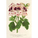 Reproduktion af maleriet Pélargonium af blomsterhandlere med rankende blomstermindelser af Wilhelma - Charles Antoine Lemaire