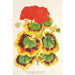 Pélargonium zonale var. Lady Collum - Charles Antoine Lemaire — visning af kunstværket