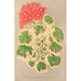 Reproduktion af maleriet Pélargonium zonale var. quadricolor maleri - Charles Antoine Lemaire