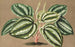 Peperomia Verschaffeltii - Charles Antoine Lemaire — visning af kunstværket