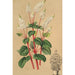 Peperomia resediflora - Charles Antoine Lemaire — visning af kunstværket