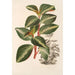 Peperomia velutina - Charles Antoine Lemaire — visning af kunstværket