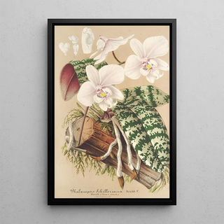 Charles Antoine Lemaire - Phalnopsis Schilleriana.webp