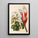 Reproduktion af maleriet Philodendron daguense - Charles Antoine Lemaire