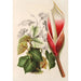 Reproduktion af maleriet Philodendron daguense - Charles Antoine Lemaire