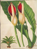Philodendron calophyllum - Charles Antoine Lemaire — visning af kunstværket
