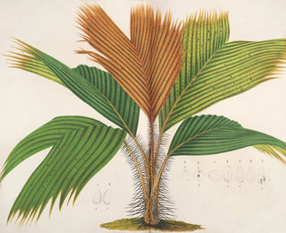 Phnicophorium des Seychelles - Charles Antoine Lemaire — visning af kunstværket