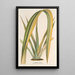 Reproduktion af maleriet Phormium tenax fol. var. - Charles Antoine Lemaire