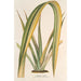 Reproduktion af maleriet Phormium tenax fol. var. - Charles Antoine Lemaire