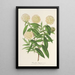 Reproduktion af maleriet Pimelea elegans - Charles Antoine Lemaire