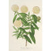 Reproduktion af maleriet Pimelea elegans - Charles Antoine Lemaire