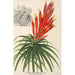 Pitcairnia aphelandriflora - Charles Antoine Lemaire — visning af kunstværket