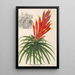 Pitcairnia aphelandriflora - Charles Antoine Lemaire — indrammet kunstværk på væggen