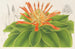 Pitcairnia tabuliformis - Charles Antoine Lemaire — visning af kunstværket