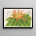 Pitcairnia tabuliformis - Charles Antoine Lemaire — indrammet kunstværk på væggen