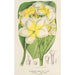 Plumeria lutea - Charles Antoine Lemaire — visning af kunstværket