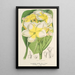 Plumeria lutea - Charles Antoine Lemaire — indrammet kunstværk på væggen