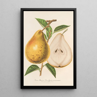 Charles Antoine Lemaire - Poire Beurr Jean Van Geert.webp