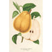 Poire beurré de Fromentel - Charles Antoine Lemaire — visning af kunstværket